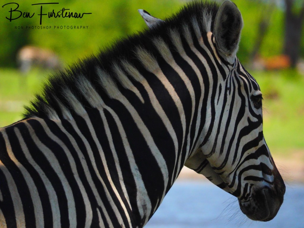 Khwai River, Okavango, Botswana, Africa