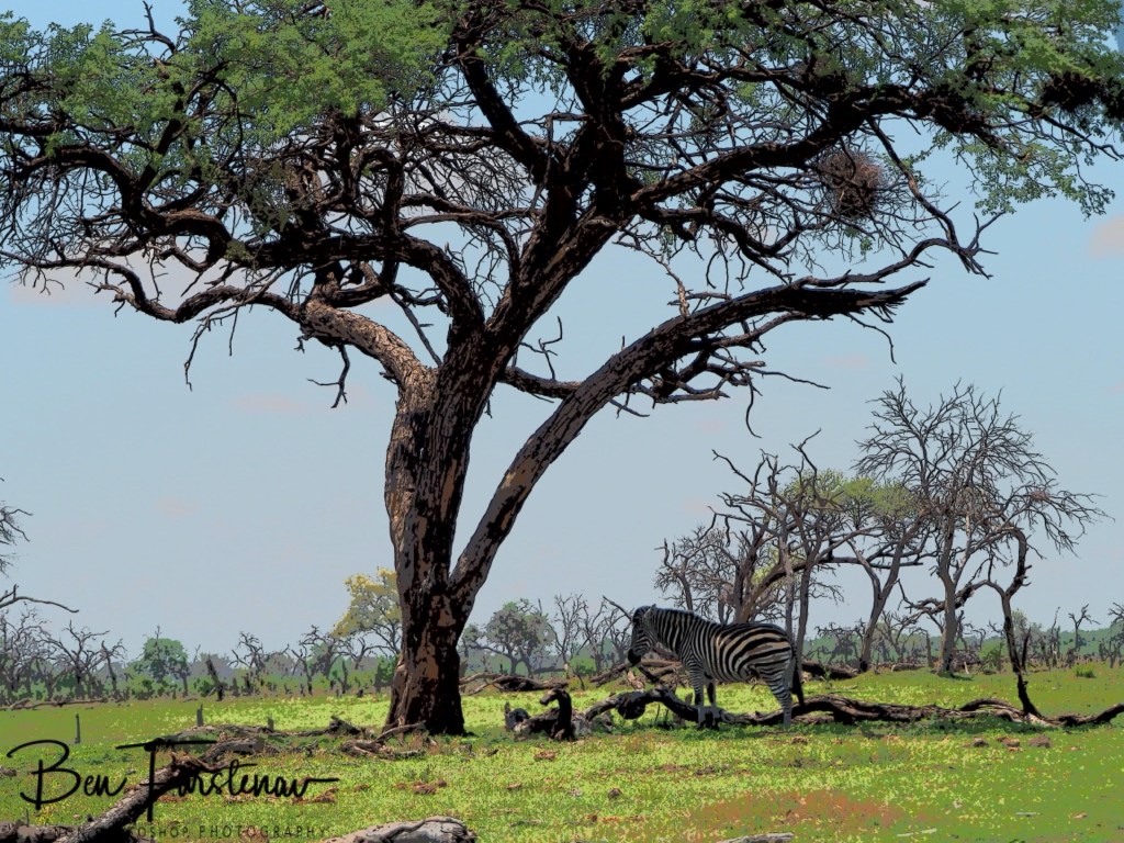Khwai River, Okavango, Botswana, Africa