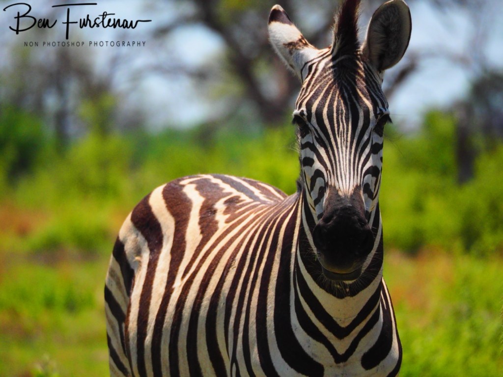 Khwai River, Okavango, Botswana, Africa