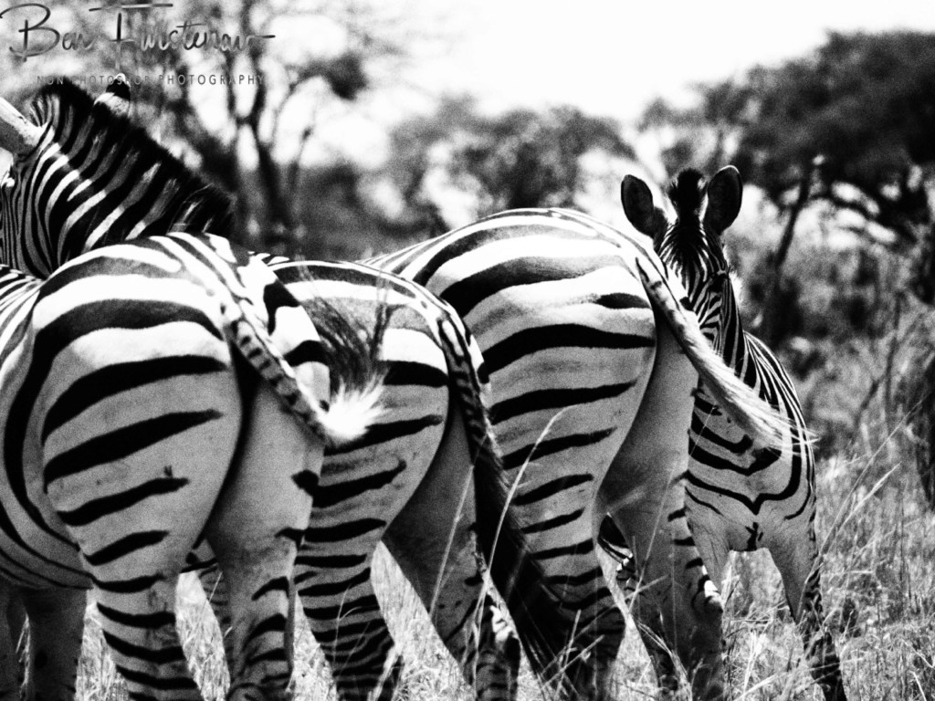 Khwai River, Okavango, Botswana, Africa