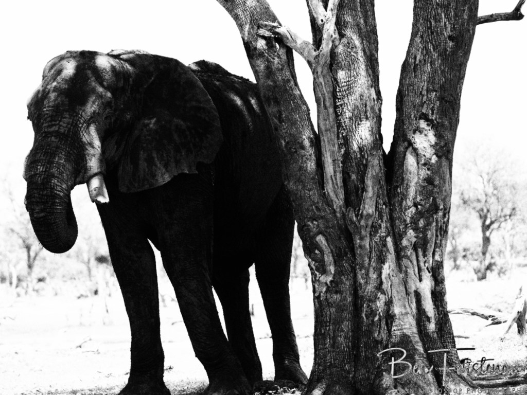 Khwai River, Okavango, Botswana, Africa