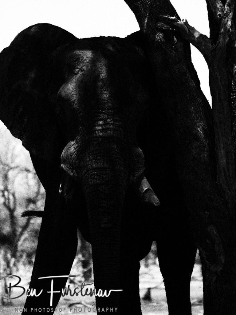 Khwai River, Okavango, Botswana, Africa
