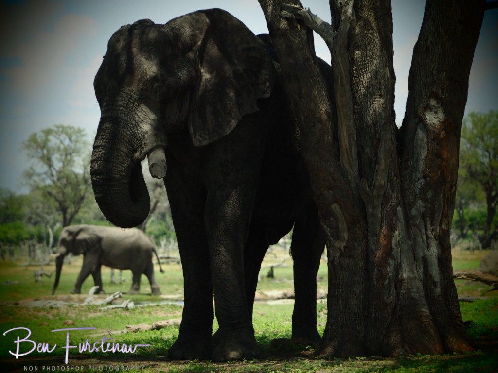 Khwai River, Okavango, Botswana, Africa