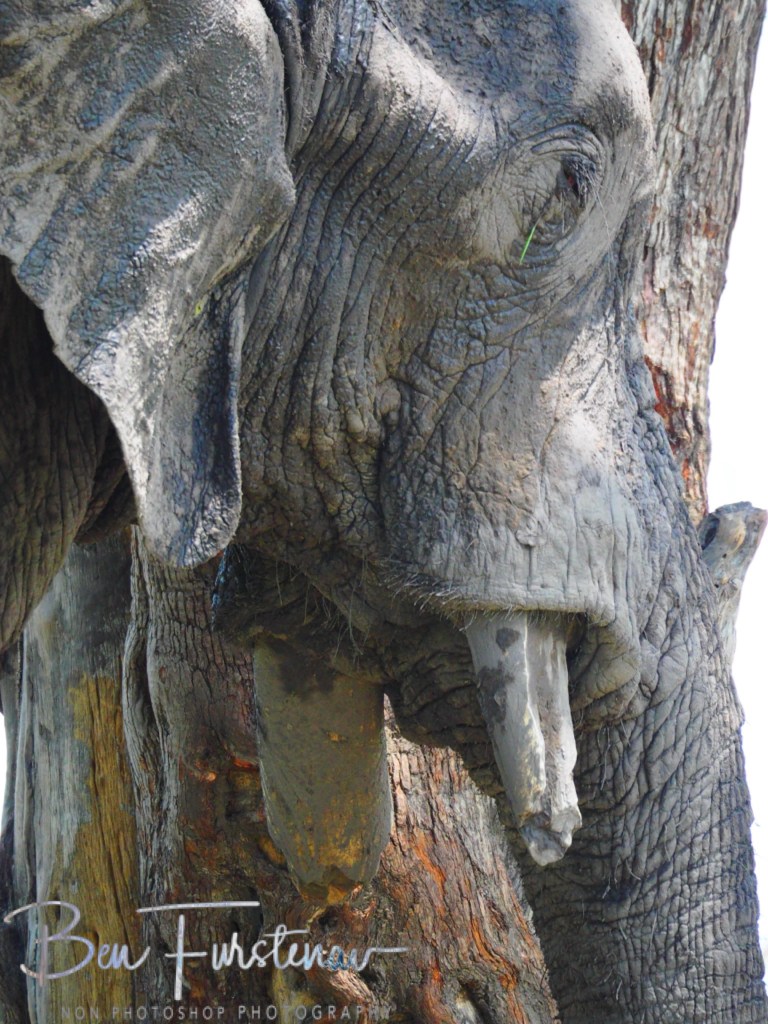 Khwai River, Okavango, Botswana, Africa