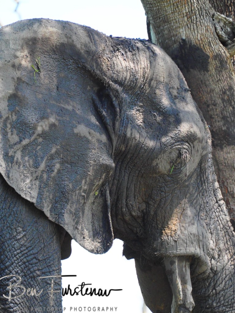 Khwai River, Okavango, Botswana, Africa