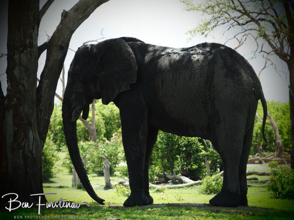 Khwai River, Okavango, Botswana, Africa