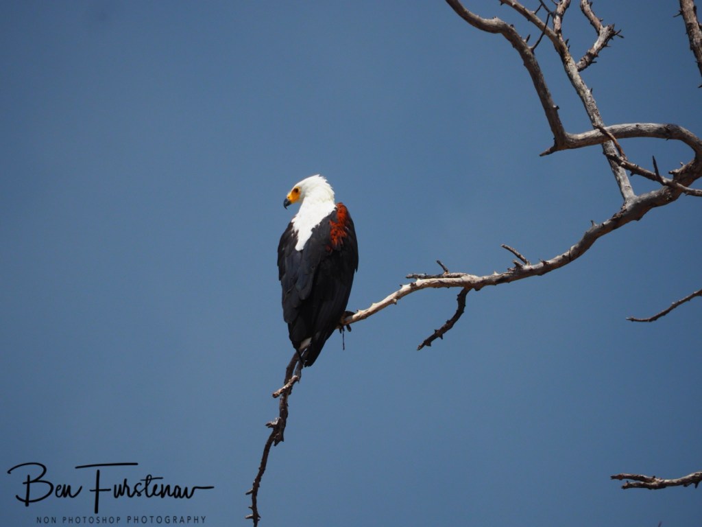 Khwai River, Okavango, Botswana, Africa