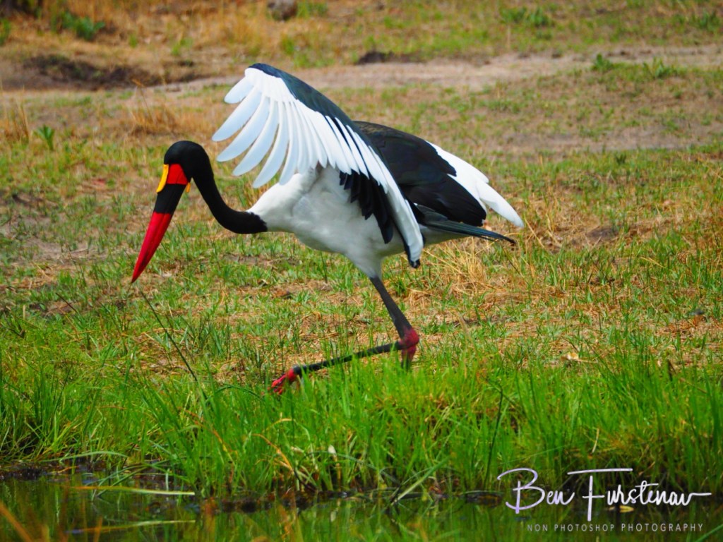 Khwai River, Okavango, Botswana, Africa