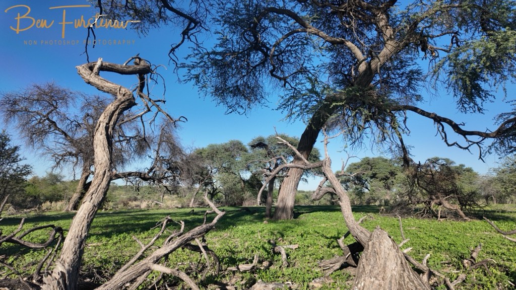 Maghadighadi Salt Pans, Botswana, Africa
