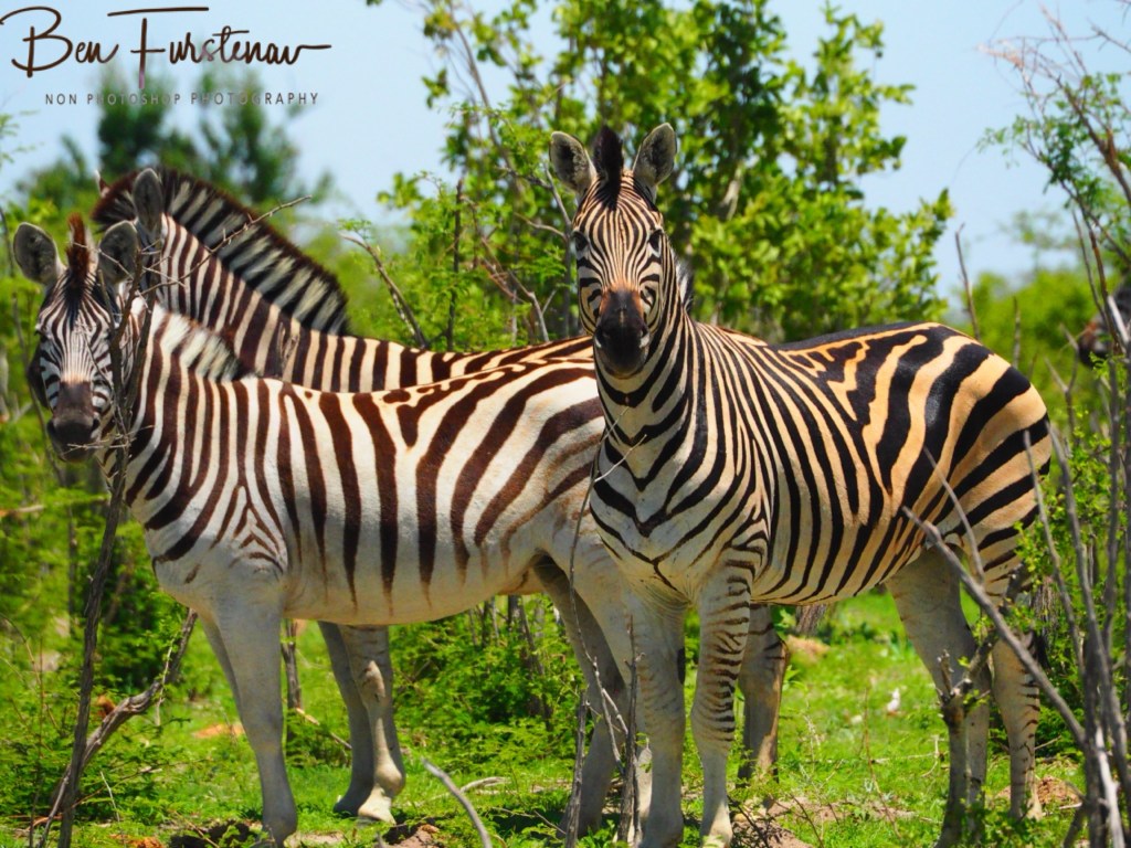 Maghadighadi Salt Pans, Botswana, Africa