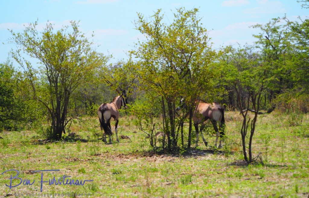 Maghadighadi Salt Pans, Botswana, Africa