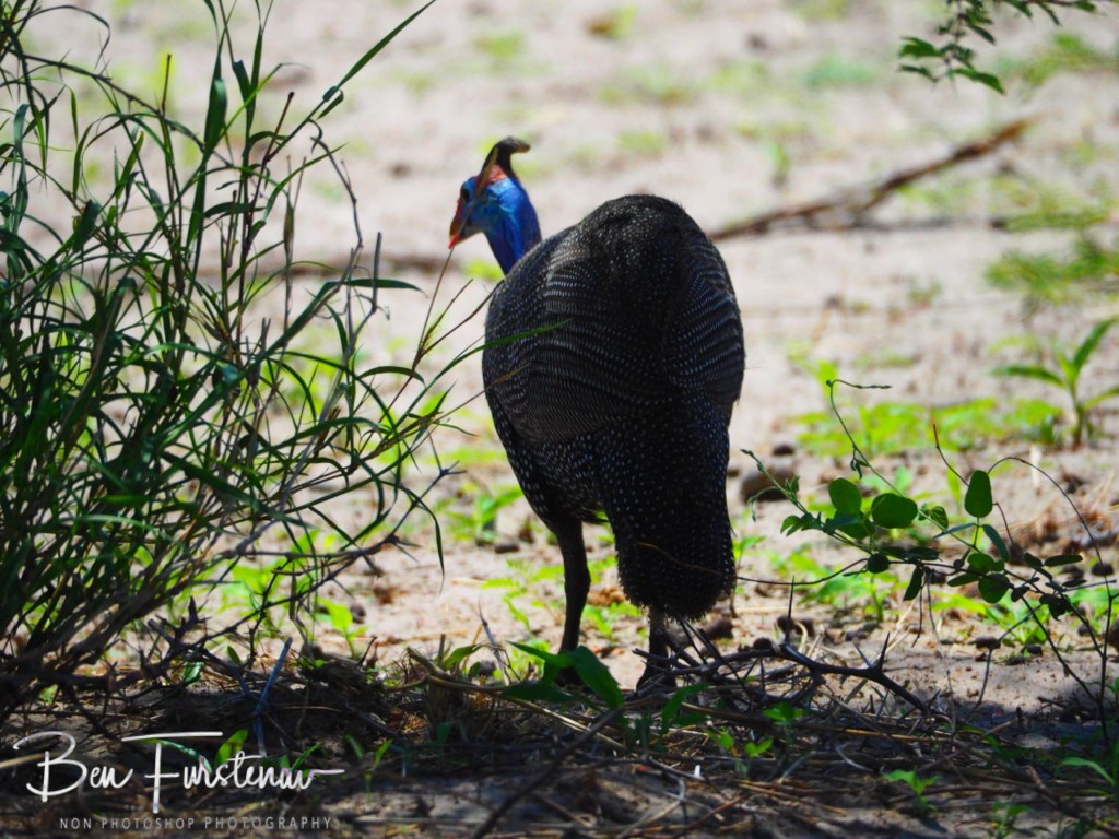 Maghadighadi Salt Pans, Botswana, Africa