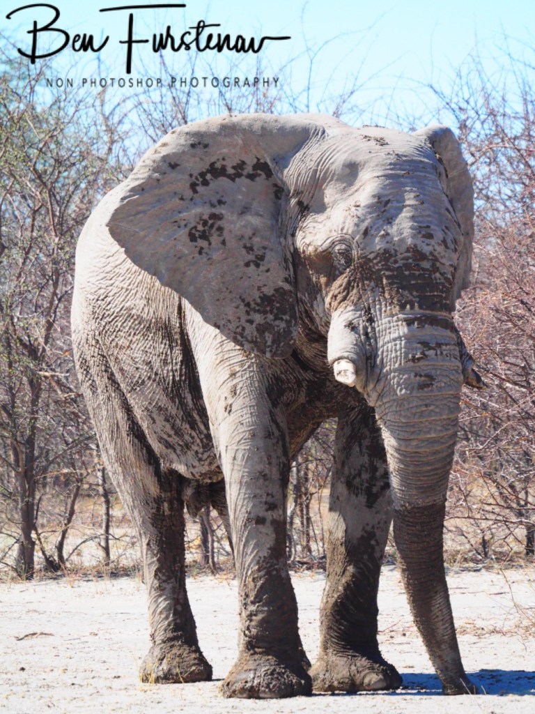 Nxai Salt Pans, Maghadighadi, Botswana, Africa