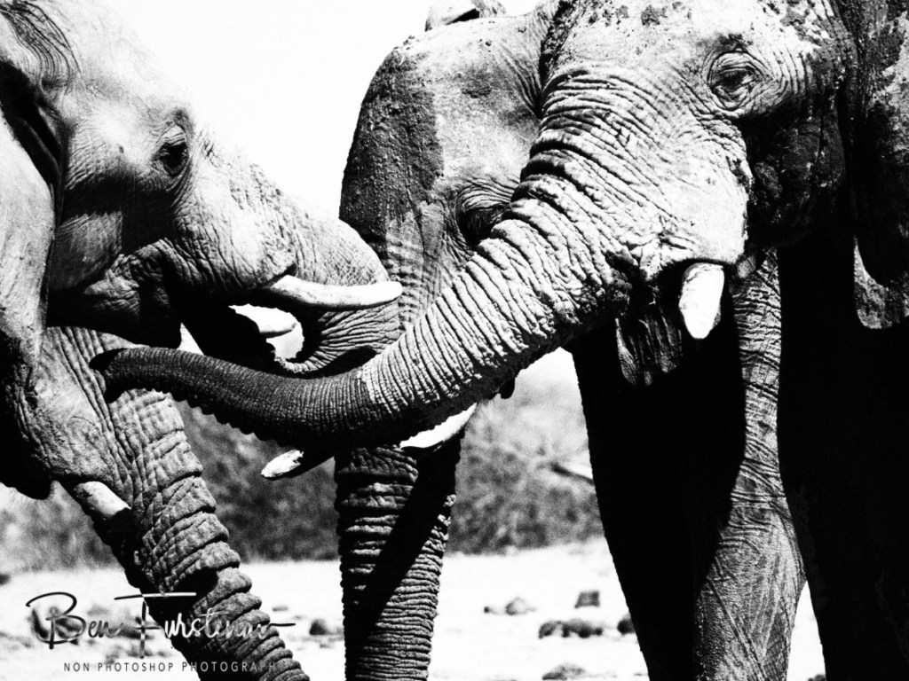 Nxai Salt Pans, Maghadighadi, Botswana, Africa