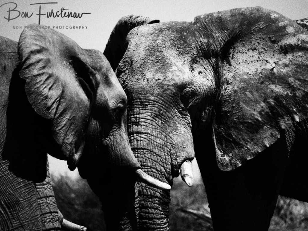 Nxai Salt Pans, Maghadighadi, Botswana, Africa