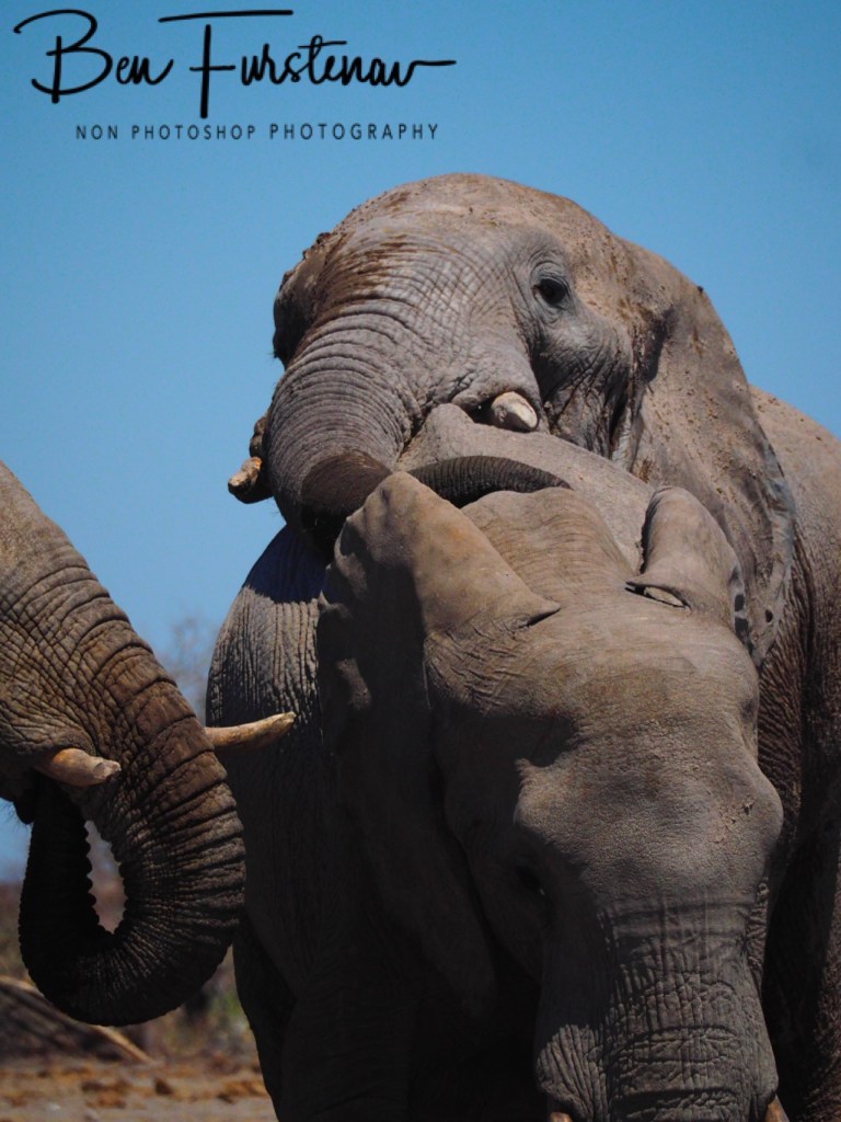 Nxai Salt Pans, Maghadighadi, Botswana, Africa