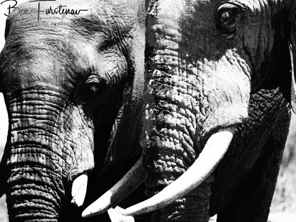 Nxai Salt Pans, Maghadighadi, Botswana, Africa