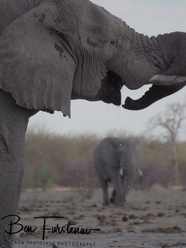 Nxai Salt Pans, Maghadighadi, Botswana, Africa