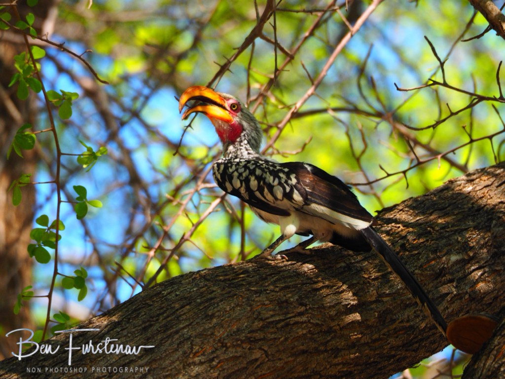 Nxai Salt Pans, Maghadighadi, Botswana, Africa