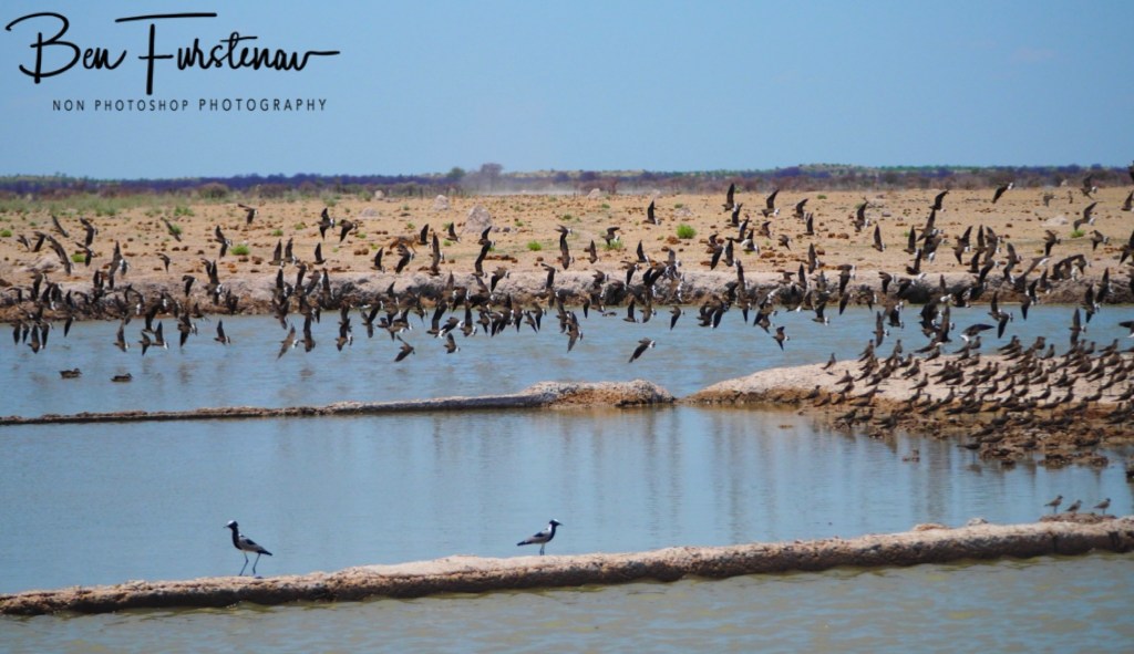 Nxai Salt Pans, Maghadighadi, Botswana, Africa