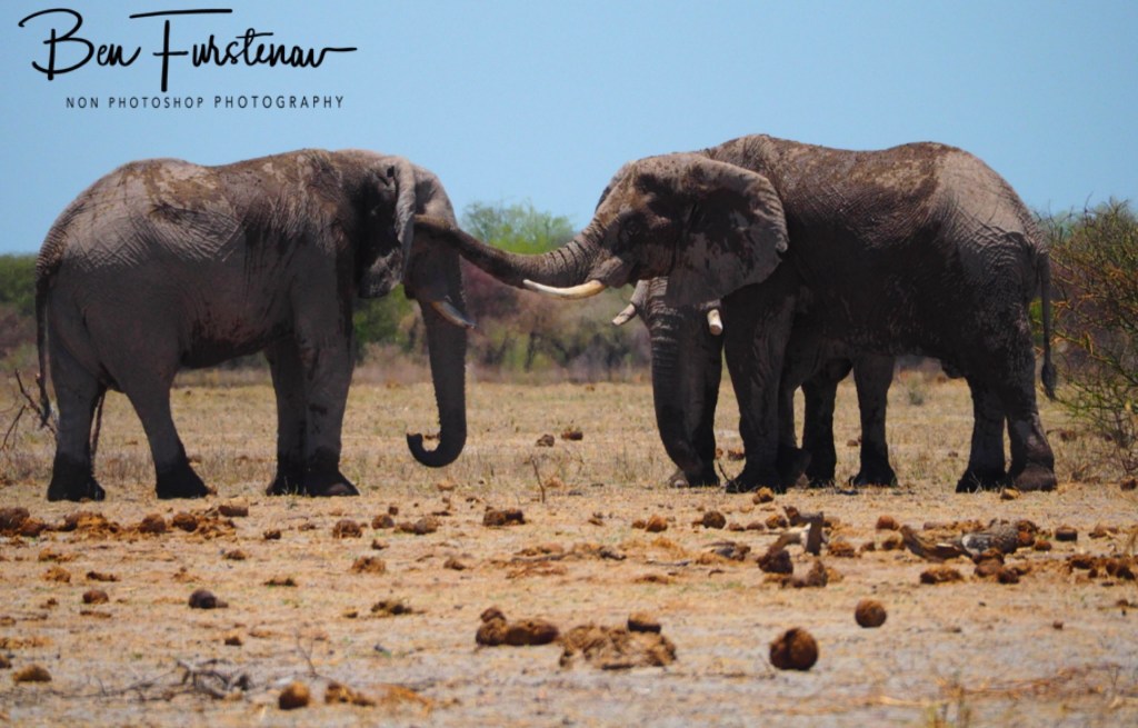 Nxai Salt Pans, Maghadighadi, Botswana, Africa