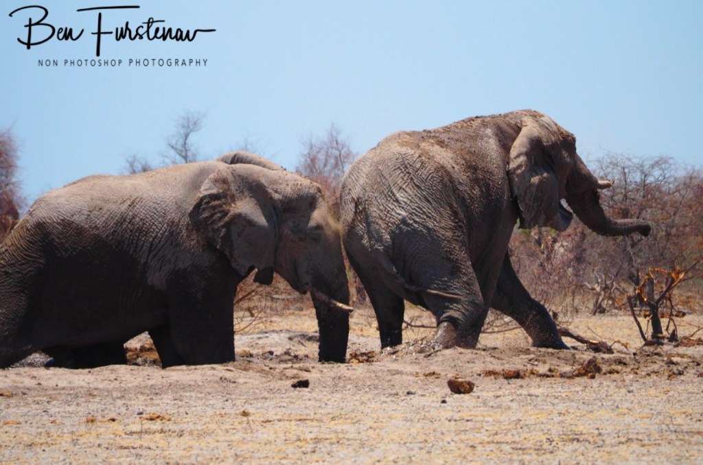 Nxai Salt Pans, Maghadighadi, Botswana, Africa