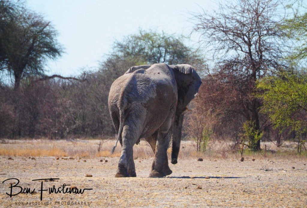 Nxai Salt Pans, Maghadighadi, Botswana, Africa