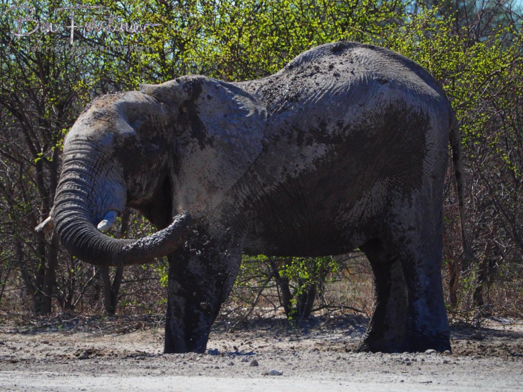 Nxai Salt Pans, Maghadighadi, Botswana, Africa