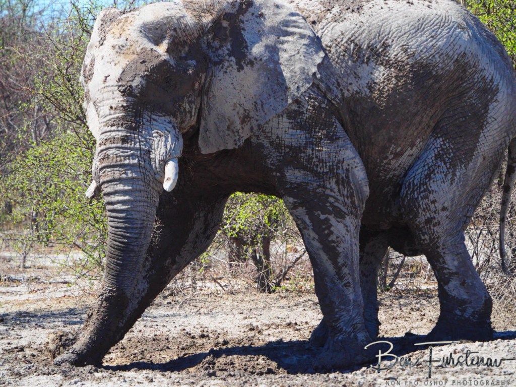 Nxai Salt Pans, Maghadighadi, Botswana, Africa