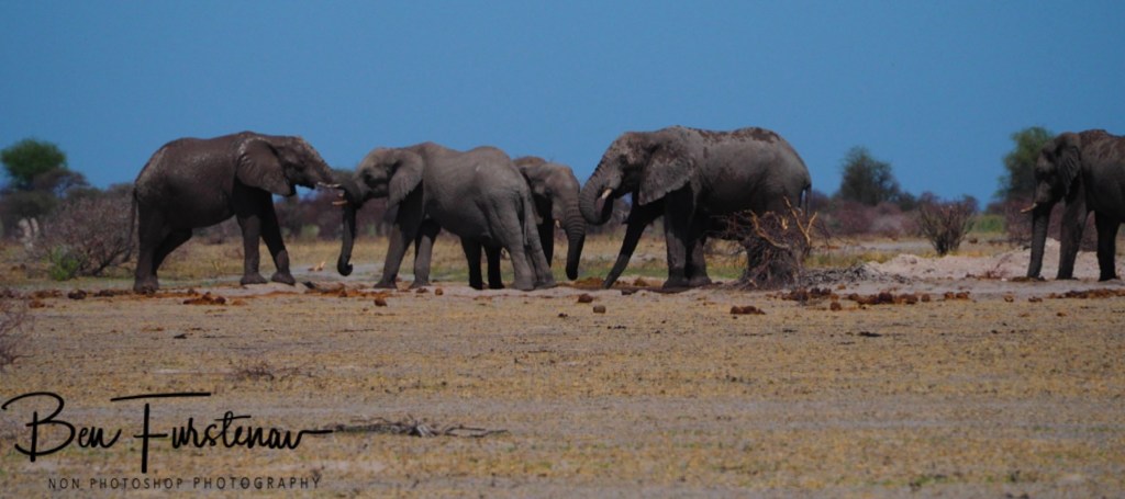 Nxai Salt Pans, Maghadighadi, Botswana, Africa