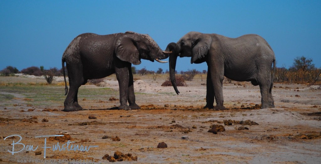 Nxai Salt Pans, Maghadighadi, Botswana, Africa
