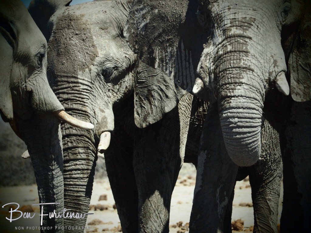 Nxai Salt Pans, Maghadighadi, Botswana, Africa