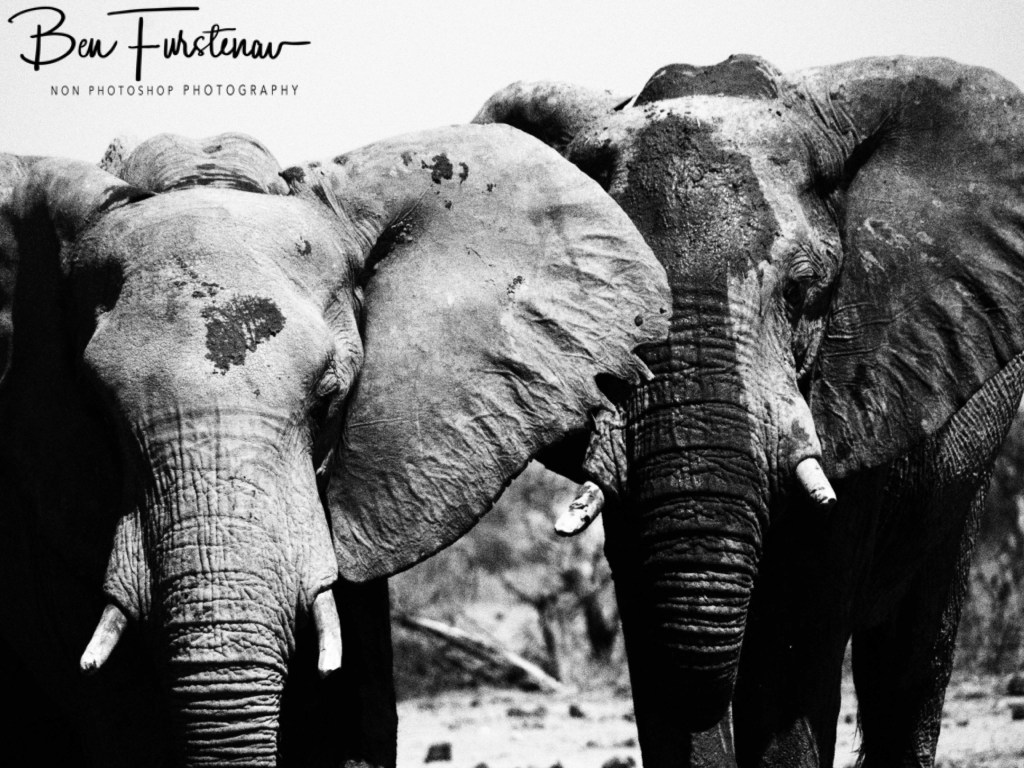 Nxai Salt Pans, Maghadighadi, Botswana, Africa