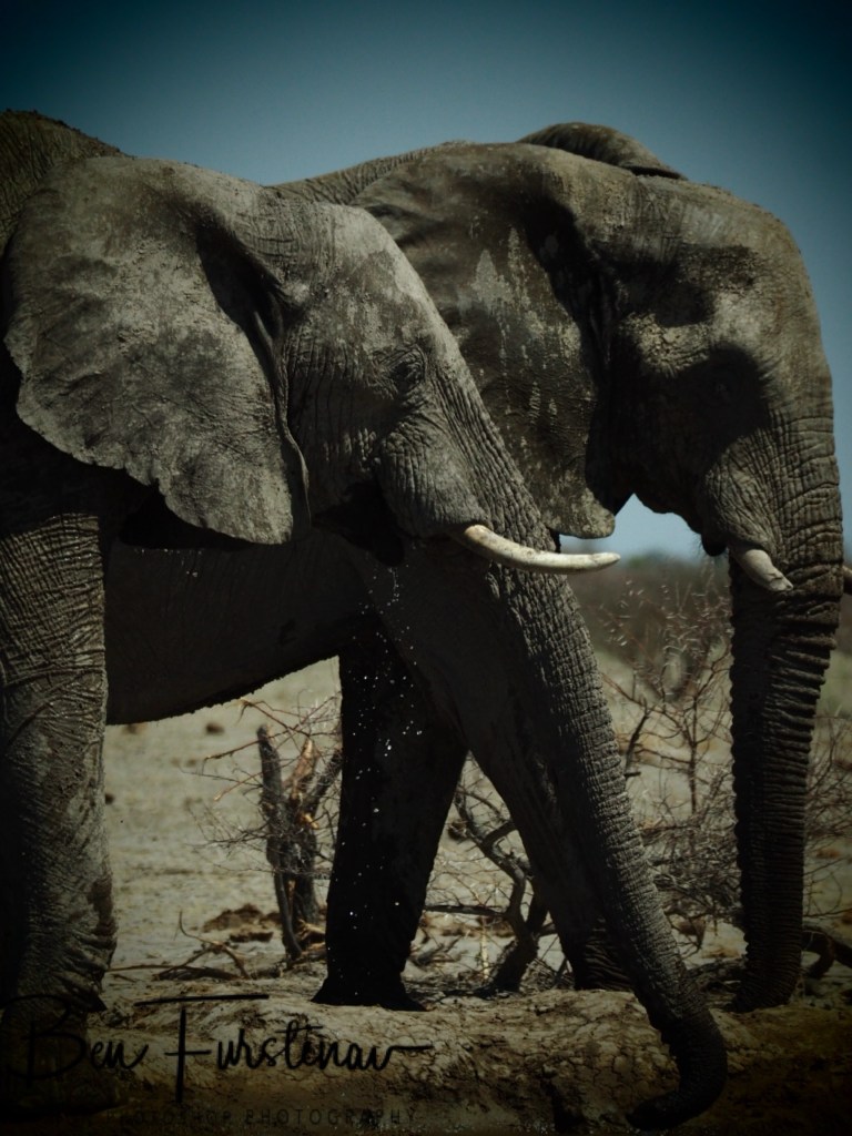 Nxai Salt Pans, Maghadighadi, Botswana, Africa
