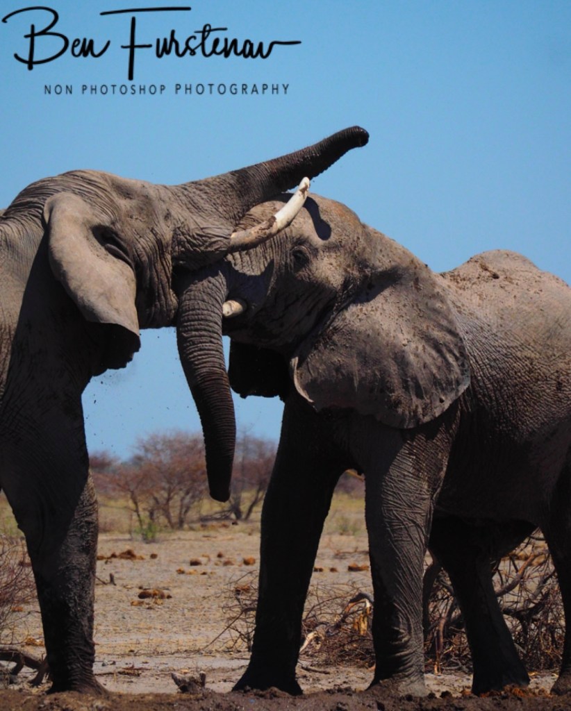 Nxai Salt Pans, Maghadighadi, Botswana, Africa