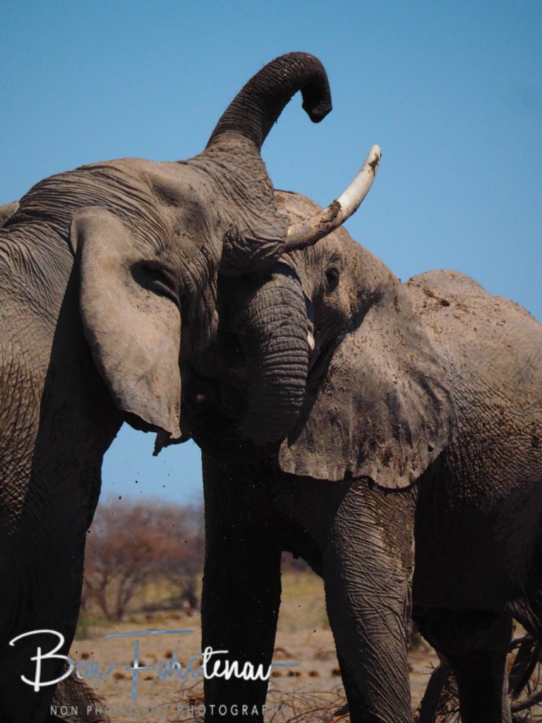 Nxai Salt Pans, Maghadighadi, Botswana, Africa