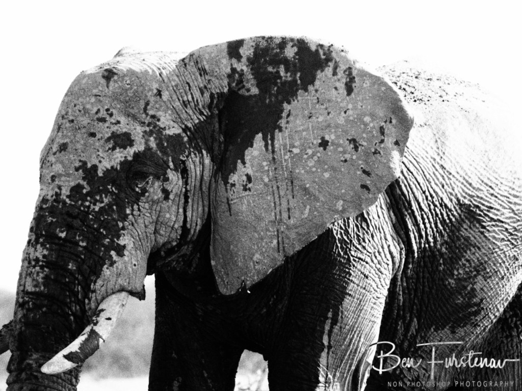 Nxai Salt Pans, Maghadighadi, Botswana, Africa