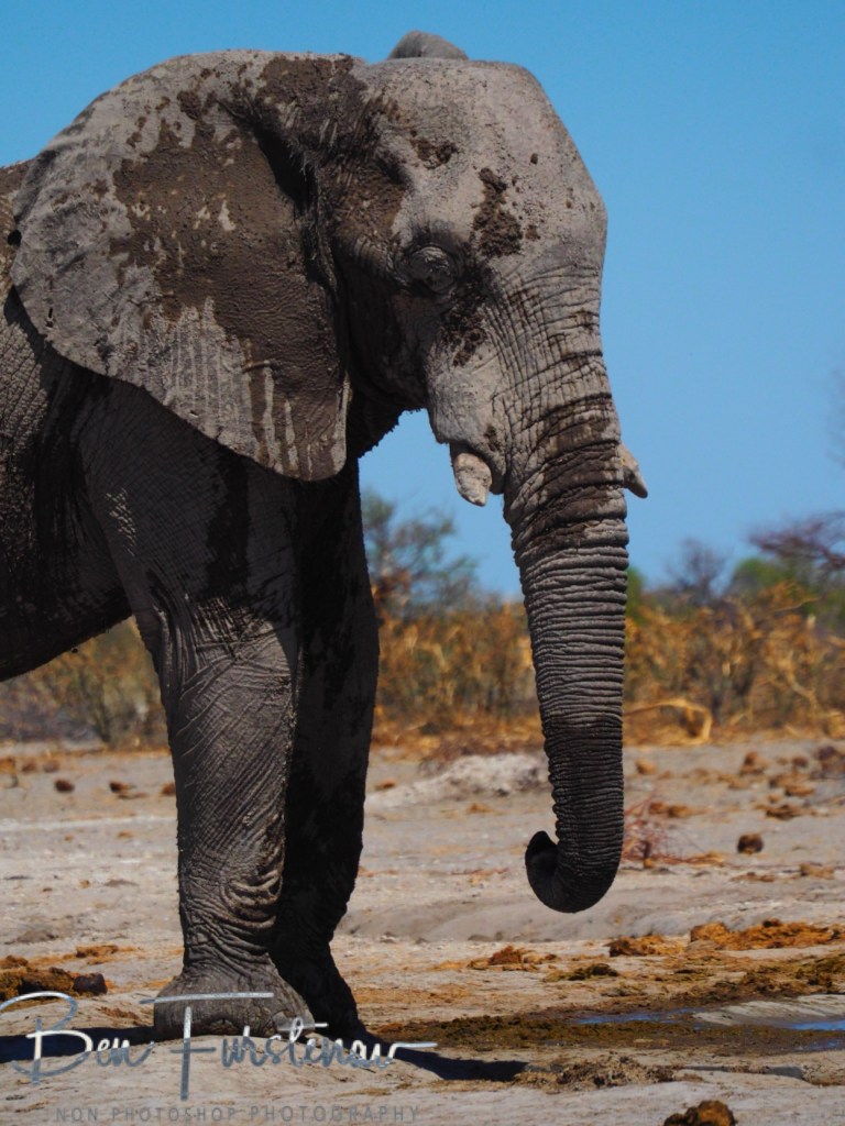 Nxai Salt Pans, Maghadighadi, Botswana, Africa