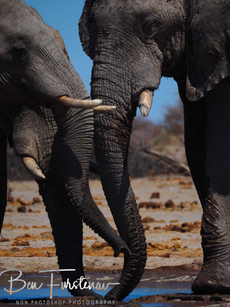 Nxai Salt Pans, Maghadighadi, Botswana, Africa
