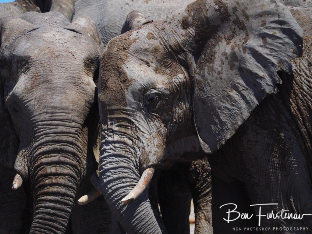Nxai Salt Pans, Maghadighadi, Botswana, Africa