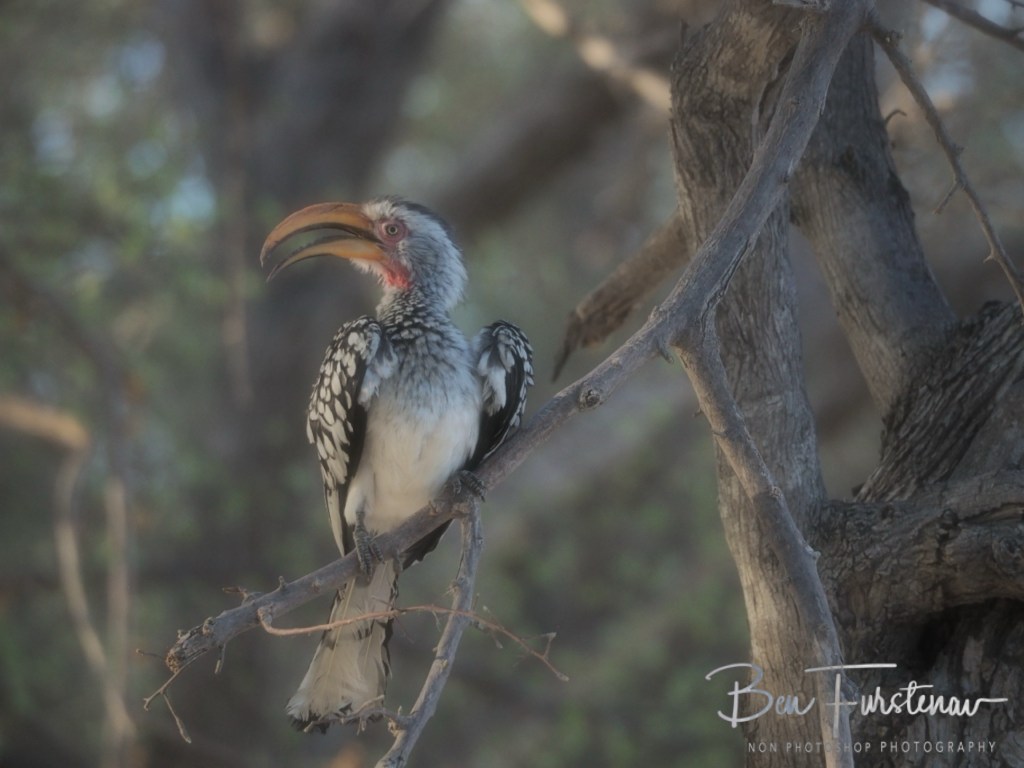 Nxai Salt Pans, Maghadighadi, Botswana, Africa