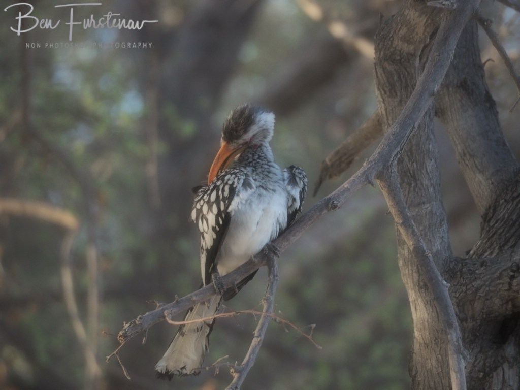 Nxai Salt Pans, Maghadighadi, Botswana, Africa