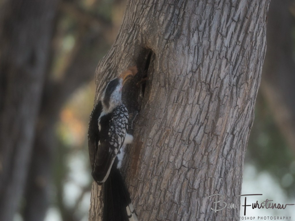 Nxai Salt Pans, Maghadighadi, Botswana, Africa