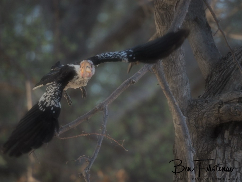 Nxai Salt Pans, Maghadighadi, Botswana, Africa