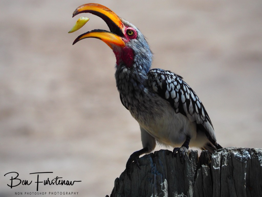 Nxai Salt Pans, Maghadighadi, Botswana, Africa
