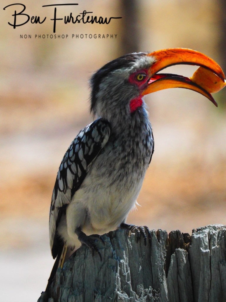 Nxai Salt Pans, Maghadighadi, Botswana, Africa