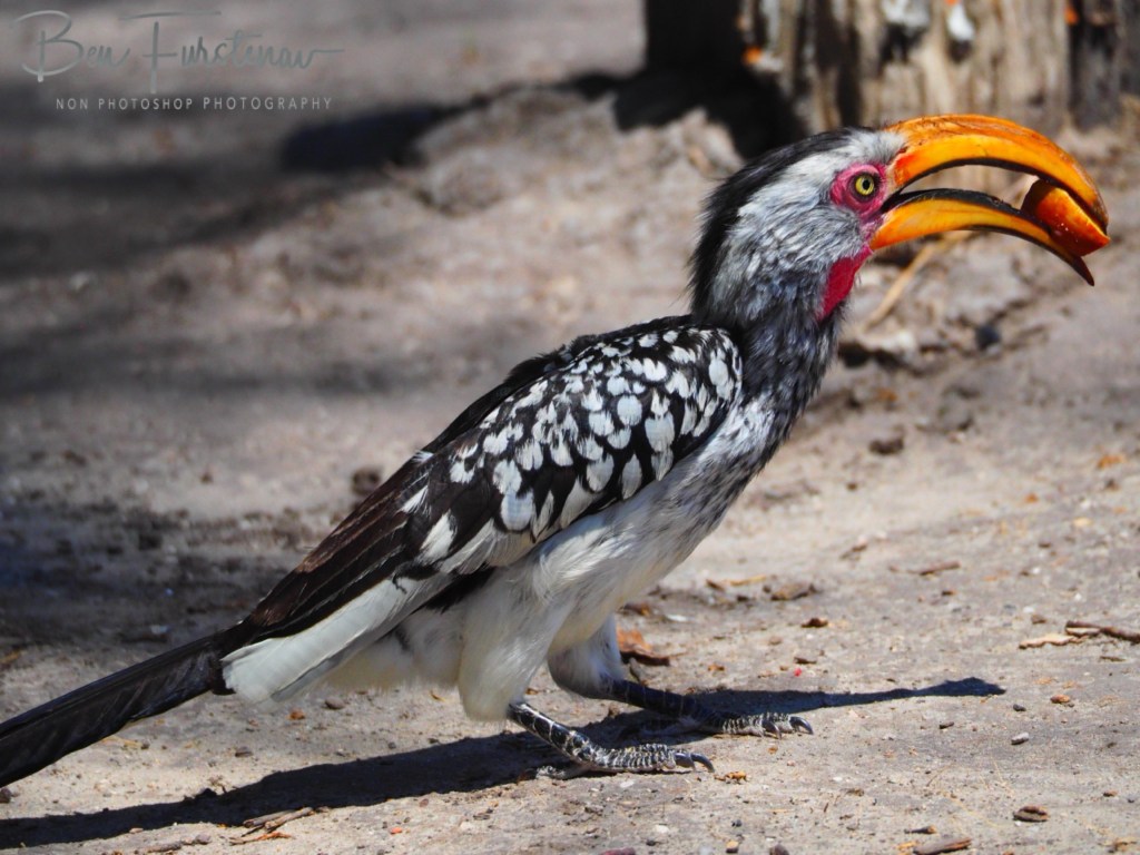 Nxai Salt Pans, Maghadighadi, Botswana, Africa