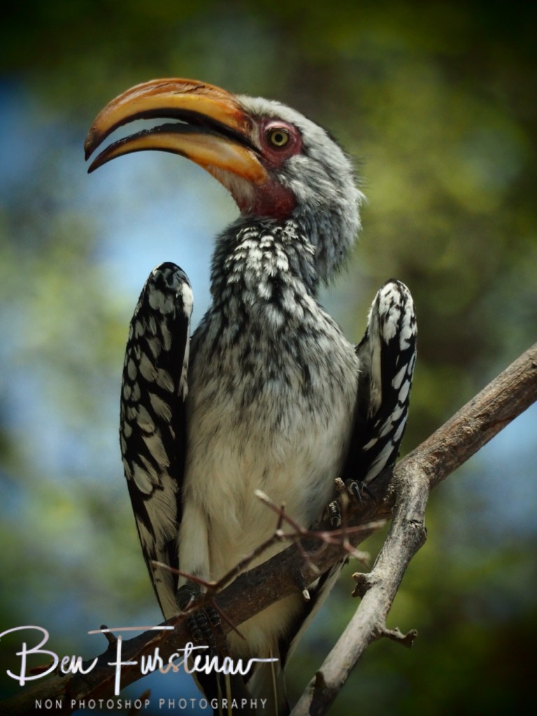 Nxai Salt Pans, Maghadighadi, Botswana, Africa