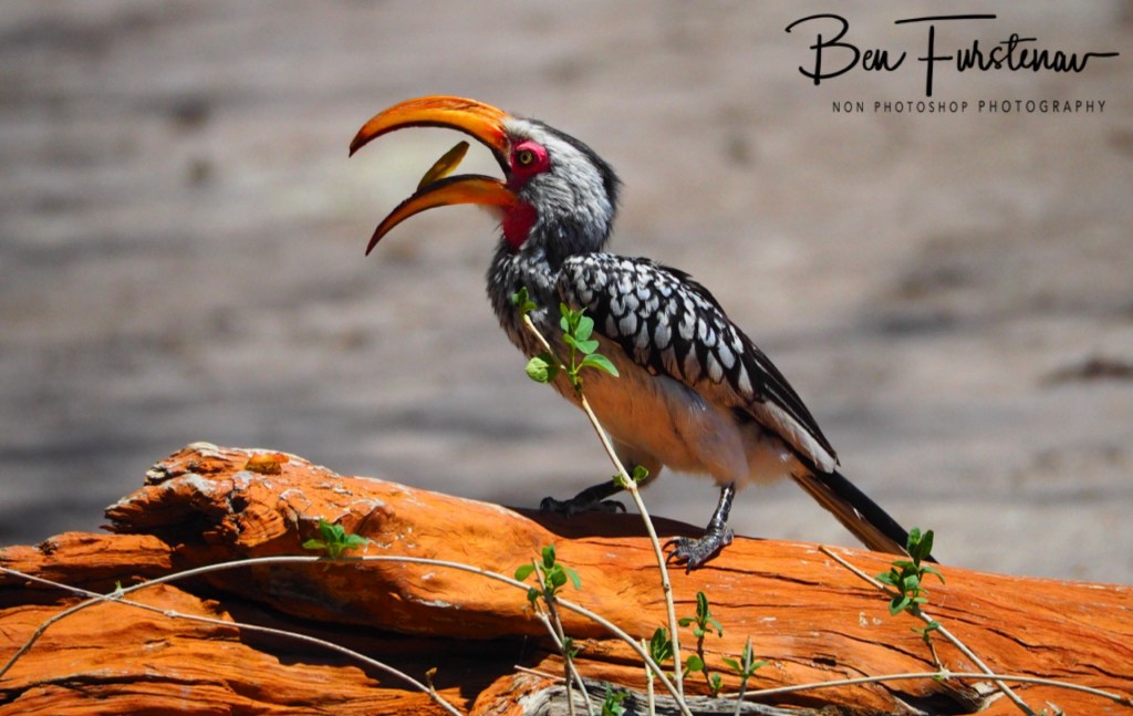 Nxai Salt Pans, Maghadighadi, Botswana, Africa