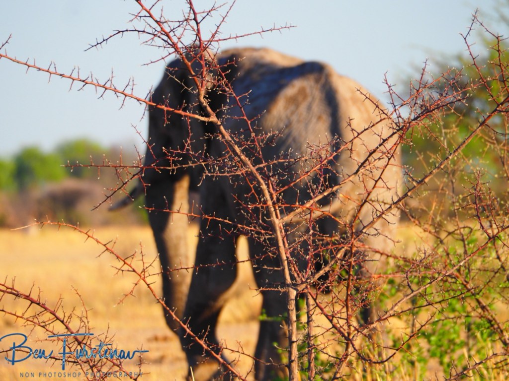 Nxai Salt Pans, Maghadighadi, Botswana, Africa